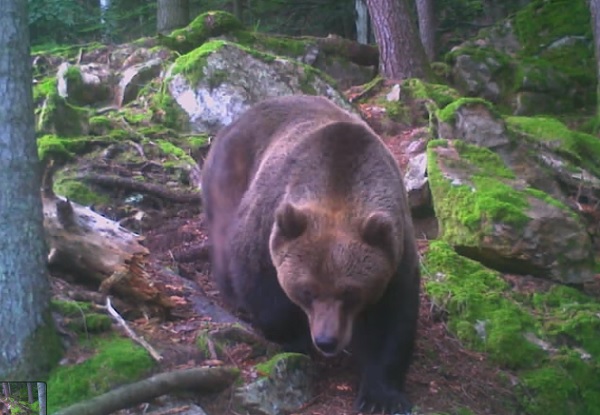 Un superb exemplar de urs, filmat într-o pădure din Banat (video)