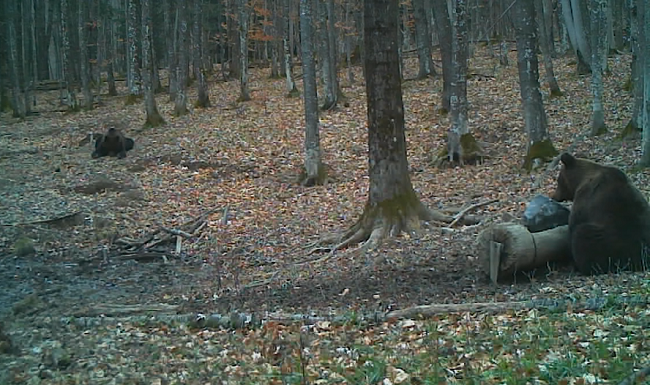 Urs surprins la joacă într-o pădure din Banat