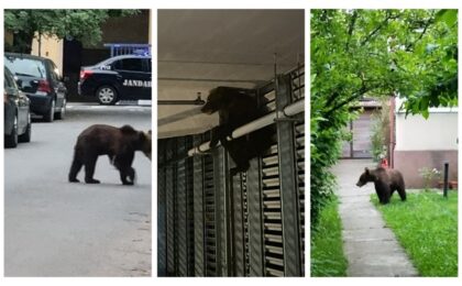 Un urs care a sărit din balconul unei parcări a mall-ului din Brașov a fost eutanasiat