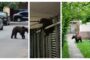 Un urs care a sărit din balconul unei parcări a mall-ului din Brașov a fost eutanasiat
