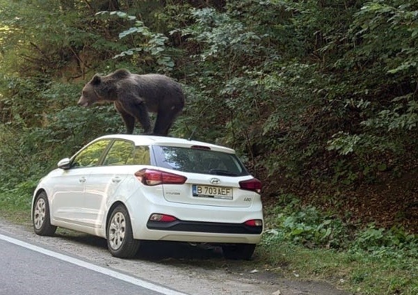 Un urs a fost fotografiat cocoțat pe o mașină într-o zonă turistică din Argeș