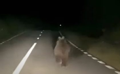 Urs acroșat de un autocamion