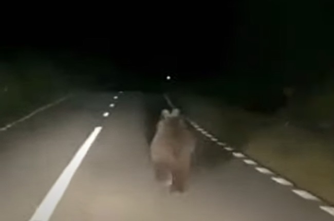 Urs acroșat de un autocamion