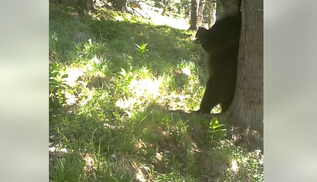 Imagini amuzante cu un urs care se scarpină de trunchiul unui copac, surprinse în Retezat (video)