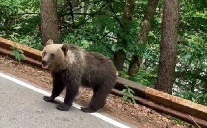 O turistă a aflat cât “costă” hrănirea unui urs lângă barajul Vidraru