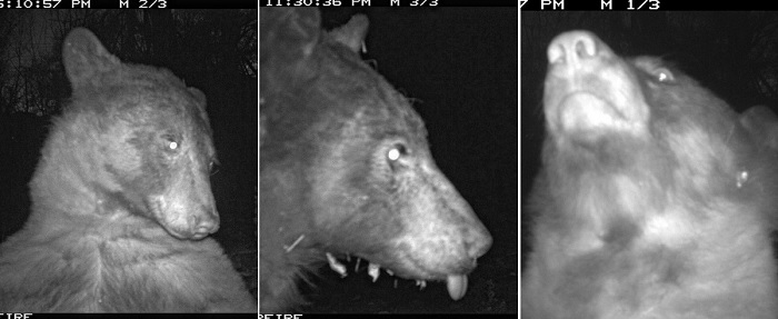 Un urs care a găsit o cameră de supraveghere în pădure şi-a făcut 400 de selfie-uri