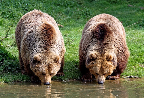 ONG-ul de mediu Agent Green susține că ministrul Tanczos Barna vrea să permită uciderea a 486 de urși