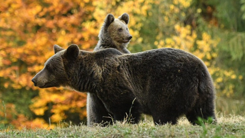 Klaus Iohannis trimite înapoi în Parlament legea care prevede că urșii pot fi împușcați și în afara localităților