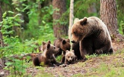 Direcţia silvică Caraș-Severin nu e de acord cu relocarea urșilor din țară, în județ
