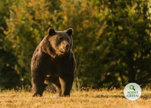 Uciderea ursului Arthur: Anchetă a DNA privind eliberarea autorizației de împușcare