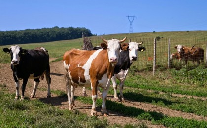 Crescătorii de bovine din România vor primi ajutor din partea statului român