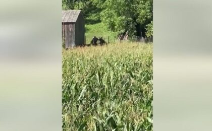Vânătorii din Neamț au filmat momentul în care un coleg e atacat de urs