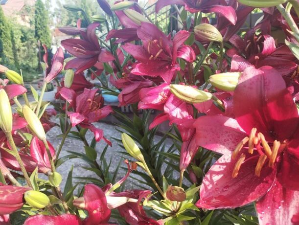 Vreme capricioasă în următoarea perioadă