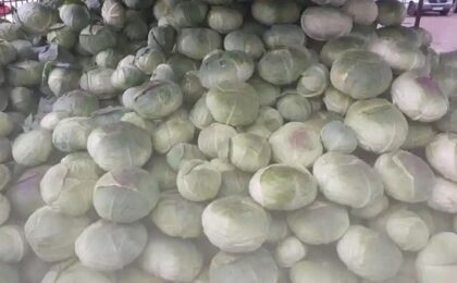 Legumicultorii rămân cu marfa nevândută pe câmp. Cererea pentru varză a scăzut dramatic, deși producția a fost bună