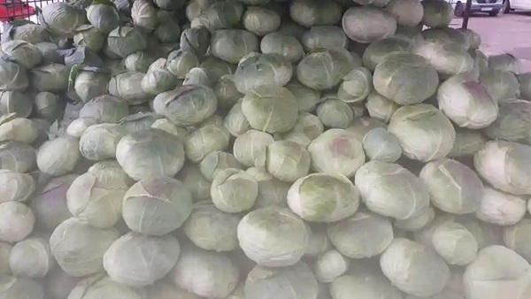 Legumicultorii rămân cu marfa nevândută pe câmp. Cererea pentru varză a scăzut dramatic, deși producția a fost bună