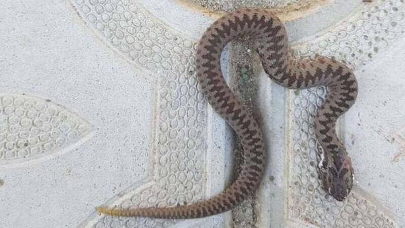 O viperă a afost descoperită în județul Arad