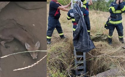 O vulpe căzută într-o fântână din vestul țării a fost salvată de pompieri