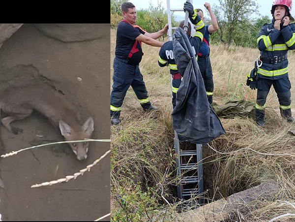 O vulpe căzută într-o fântână din vestul țării a fost salvată de pompieri