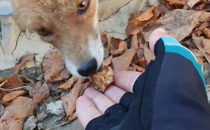 O vulpe mănâncă ciocolată din mâna unui preot, în vestul ţării (video)