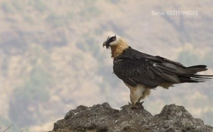 12 specii de păsări au dispărut din România. Alte 40 sunt pe cale de dispariție