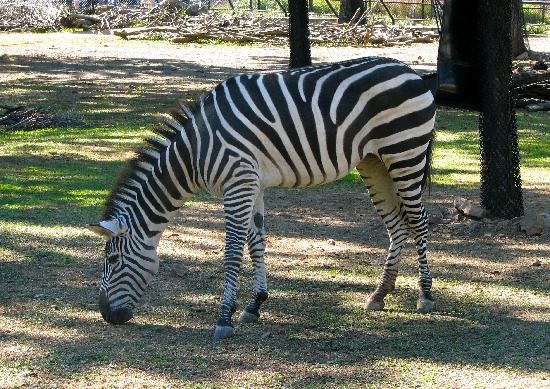 zebra timisoara